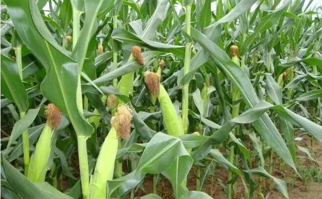 2020年全國普及乙醇汽油 生物燃料要唱主角 生物質(zhì)顆粒機設(shè)備為之驕傲 2020年全國普及乙醇汽油 生物燃料要唱主角 生物質(zhì)顆粒機設(shè)備為之驕傲