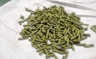 鋸末顆粒一噸能賺多少？顆粒機廠家給你算了一筆賬